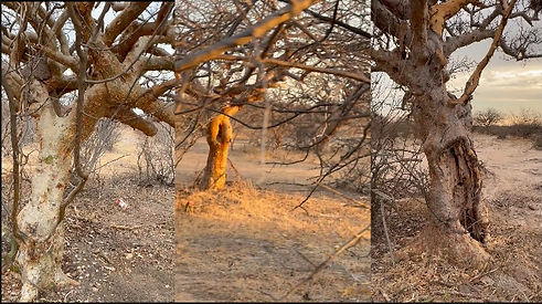 Salitre nao mais!.jpg