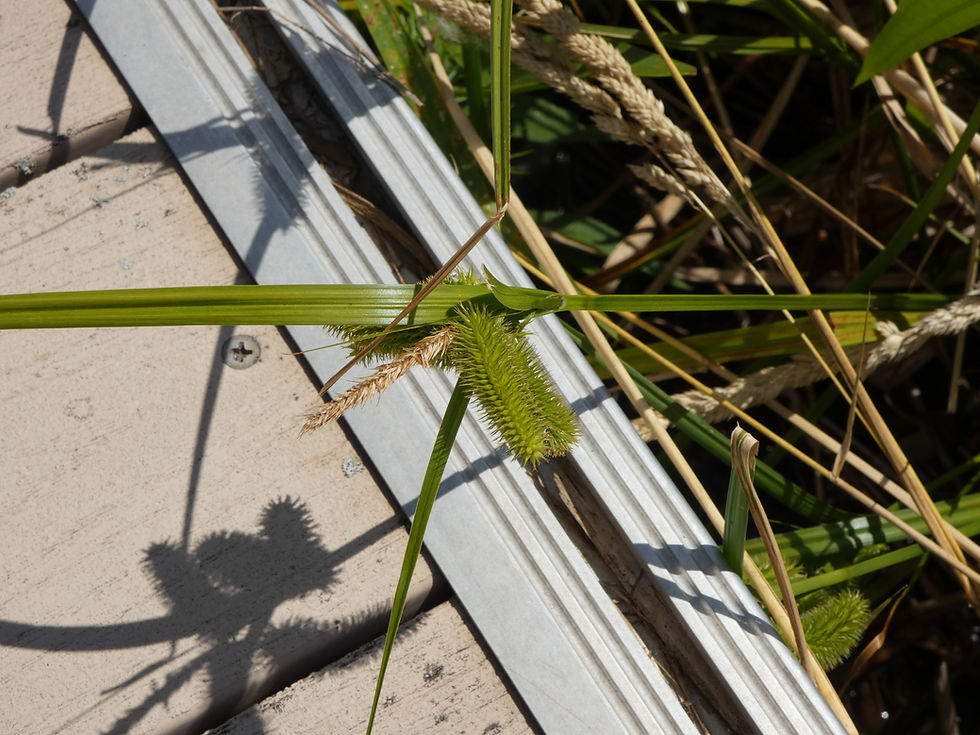 Bottlebrush sedge