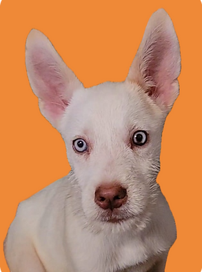 Imagem do cachorrinho, Rudá.
