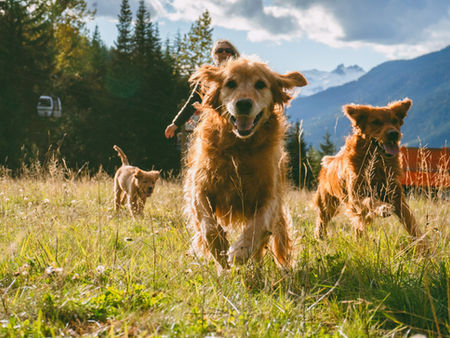 Golden retrievers running through mountains