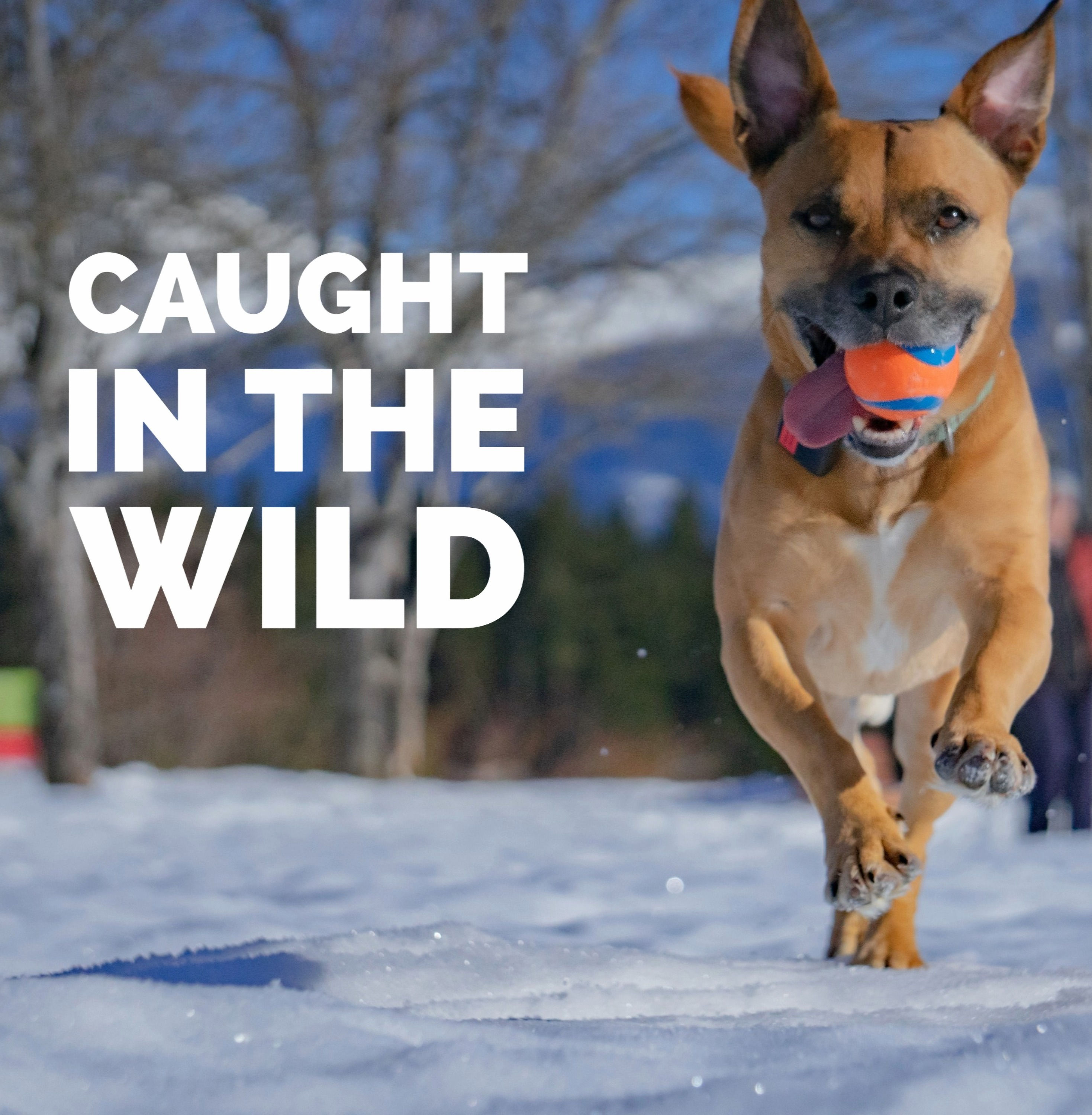 One Photo Caught in The Wild