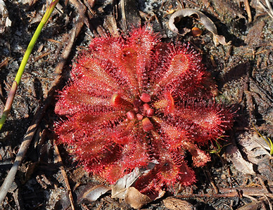 Drosera spatulata (habit).jpg