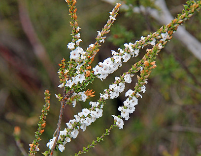 Epacris microphylla (habit)_edited.jpg