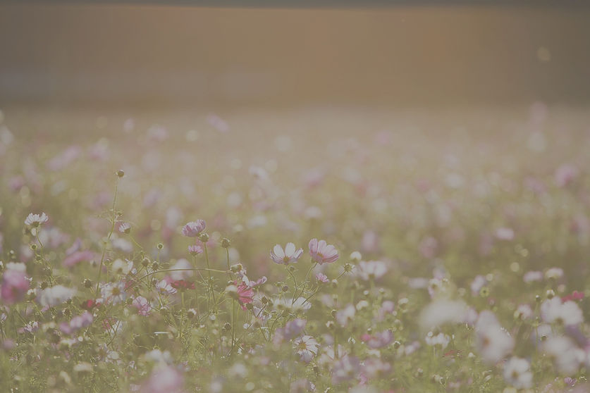 Field of Flowers_edited.jpg