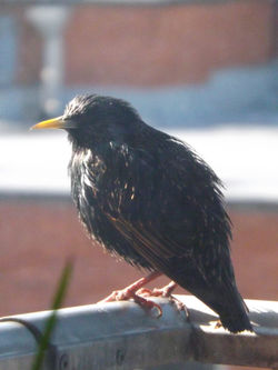 Starling Profile