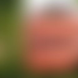 Transforming your Community through Urban Farming: The Cluck Stops Here