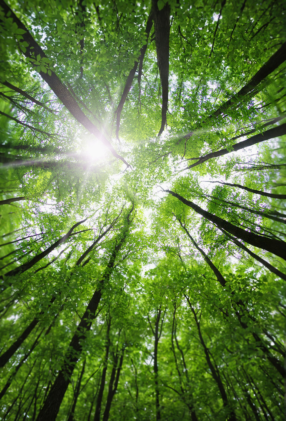 Forest Trees_edited_edited.jpg