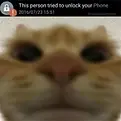 low-quality-memes-cat.png