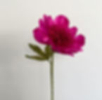 Thumbnail: Workshop papieren bloemen