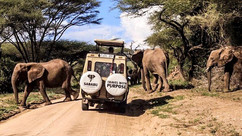 Sababu+Elephants.jpeg