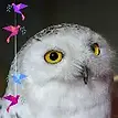 OIP.webp
