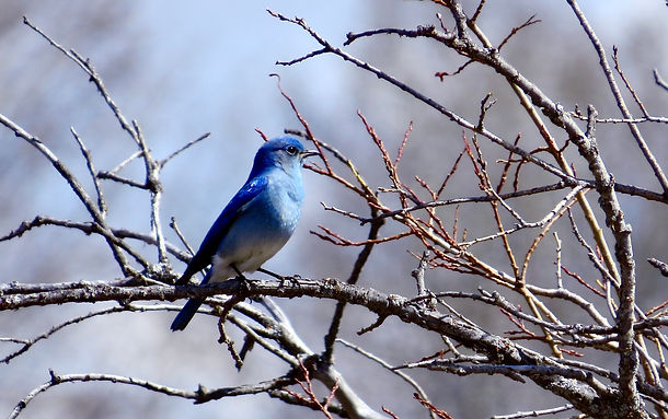 Jack Bosgra - Signs of spring - The bluebird won first in the mini-competition we had in M