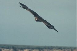 9ef4c1c7-b090-43b6-8ff9-2708324f7fb9.006