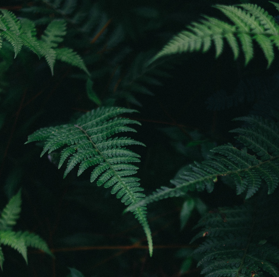 Fern Leaves
