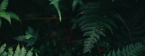 Fern Leaves