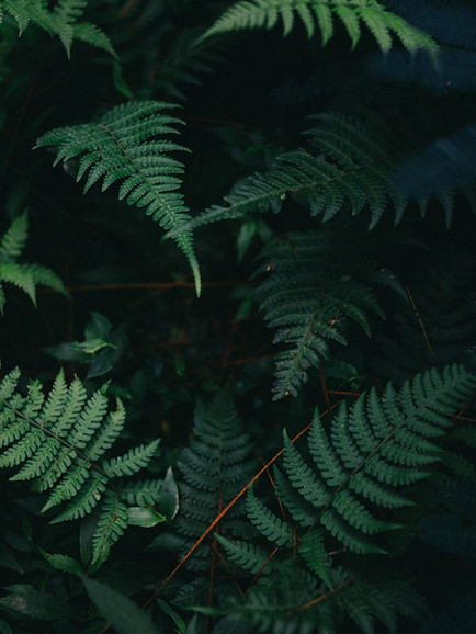 Fern Leaves