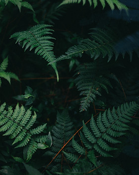 Fern Leaves
