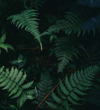 Fern Leaves