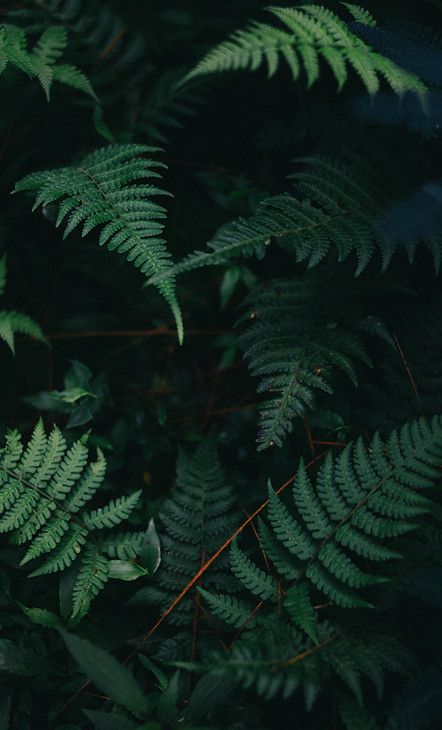 Fern Leaves