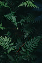Fern Leaves