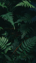 Fern Leaves