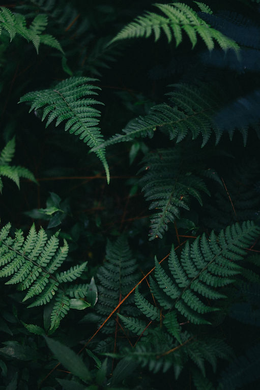 Lush Green Ferns