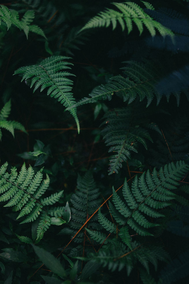 Lush Green Ferns