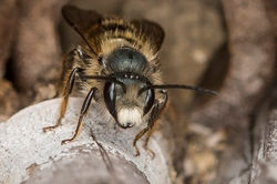 Osmia rufa mâle