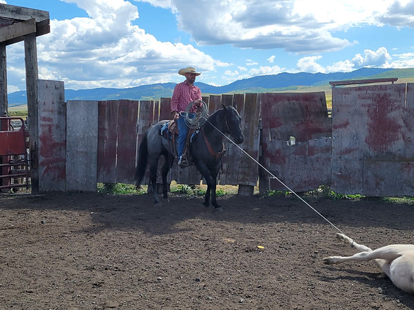 Blue Roan roping calf