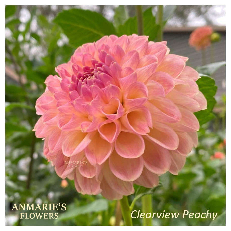 Thumbnail: Clearview Peachy
