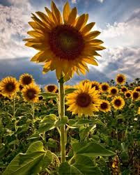 Perfect-Compliment-Sunflower