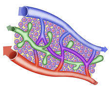 Sang et lymphe, artère, veines, vaisseaux lymphatiques