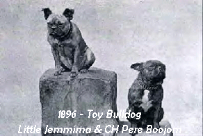 artigos e vendas bulldog francês pet cão cachorro filhote