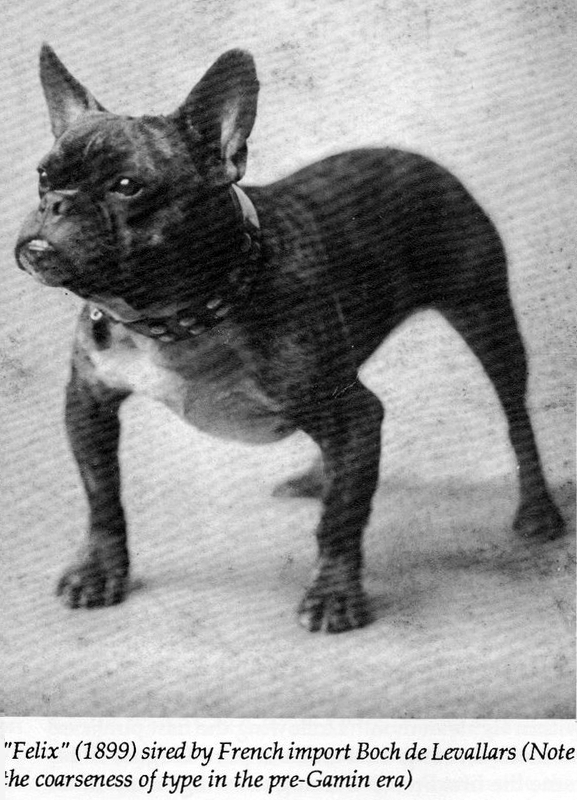 artigos e vendas bulldog francês pet cão cachorro filhote