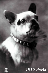 artigos e vendas bulldog francês pet cão cachorro filhote