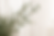 Olive branch.png