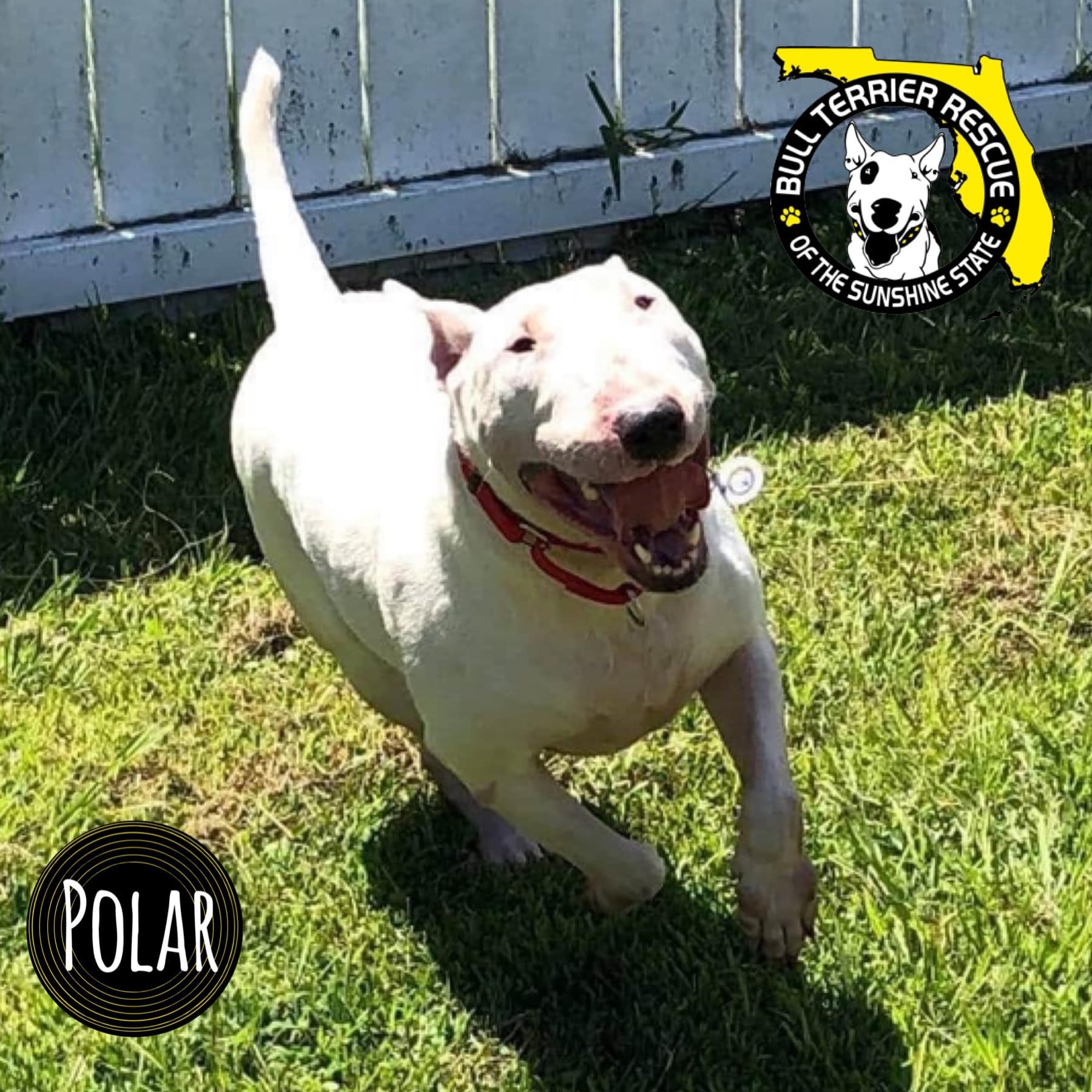 bull terrier rehoming