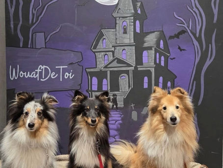 Halloween et Noël 2025 chez Wouafdetoi