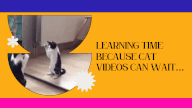 A cat fighting with it's reflection to indicate prioritising learning time over cat videos