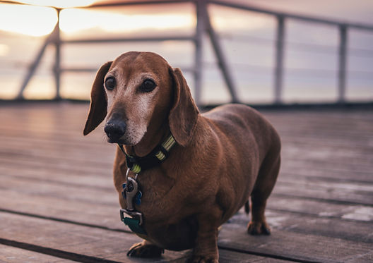 Dachshund_edited_edited.jpg