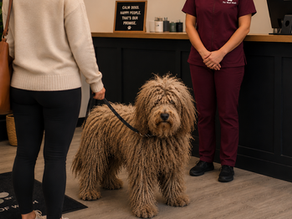 Pet owner checks in a severely matted doodle at a dog grooming salon while discussing the dog's coat with a groomer.