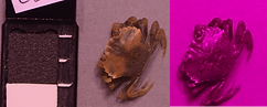 crab1.png