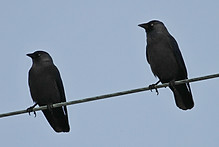 IMG_0781 crop1.JPG