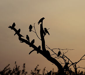IMG_0746 crop2.JPG