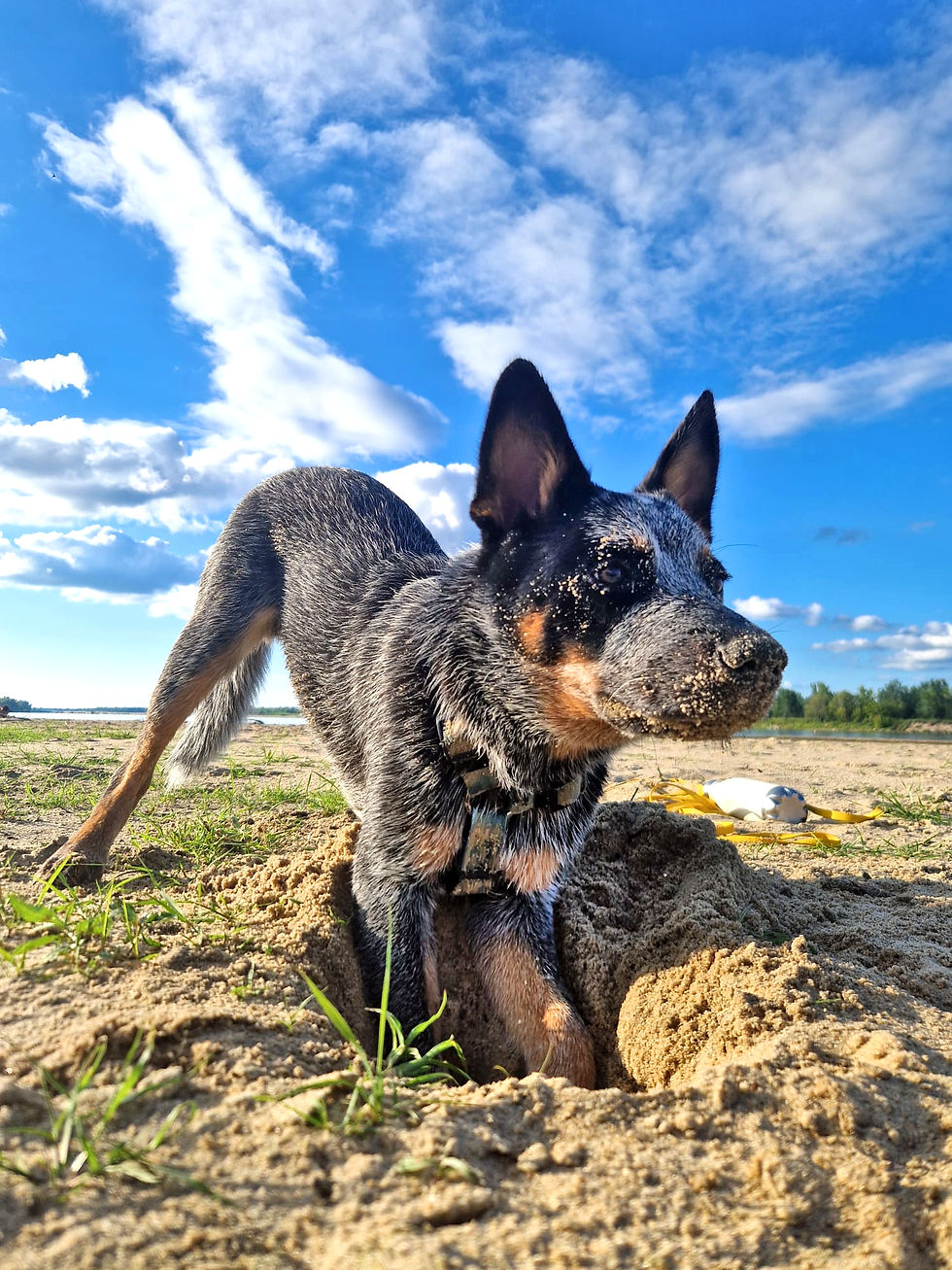 Many dogs have their own solution to hot weather. By digging into sand or loose soil, they can quickly reach cooler layers hidden below the surface. A cooling mat works on the same principle: it provides contact with something cooler than the dog's body. Mrok usually preferred the version that came with an unlimited supply of sand and required no shopping at all.