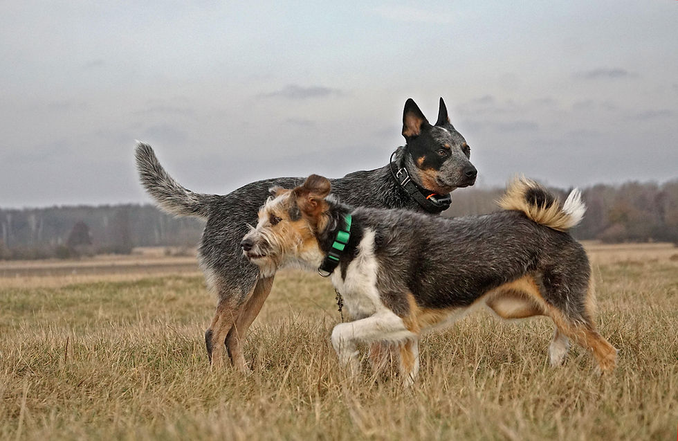 Partners in patrol — Fifka leads, Mrok follows with focus.