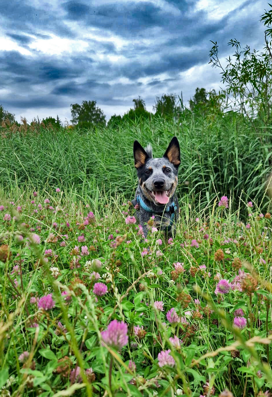 A smiling ACD in a field of clover? Absolutely. Long walks across wide open meadows are always a good idea.