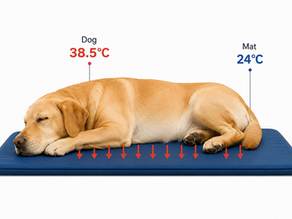 Dog lying on a blue cooling mat. The illustration shows heat transfer from the dog's body (38.5°C) to the cooler mat (24°C), explaining that a cooling mat absorbs heat but does not produce cold.