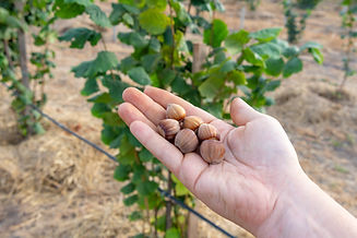 iStock-1140598759.jpg