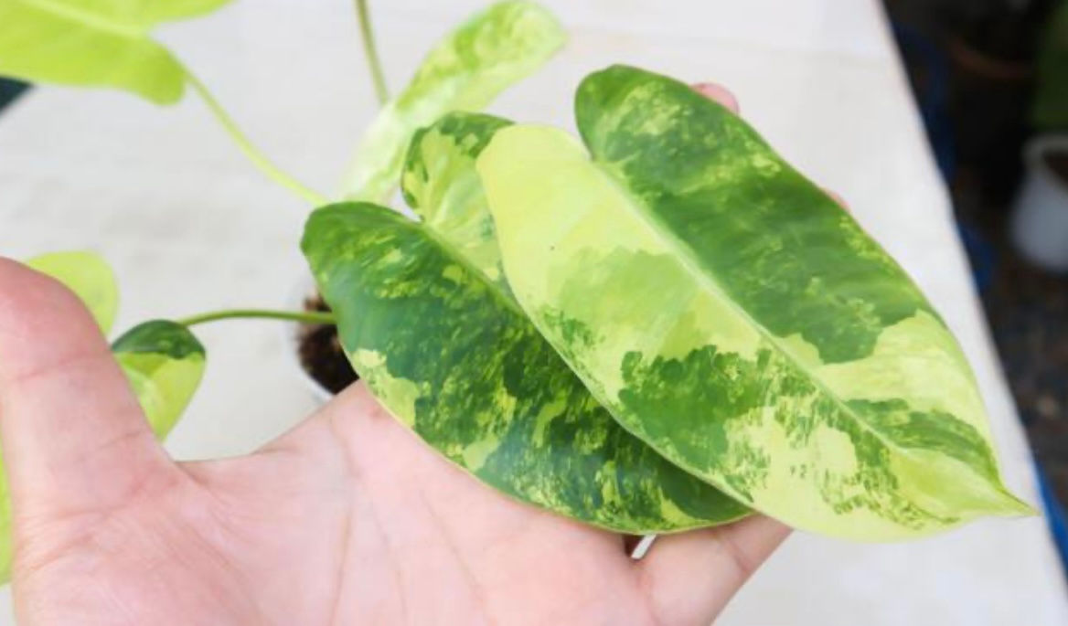 Philodendron Burle Marx Variegated 2"
